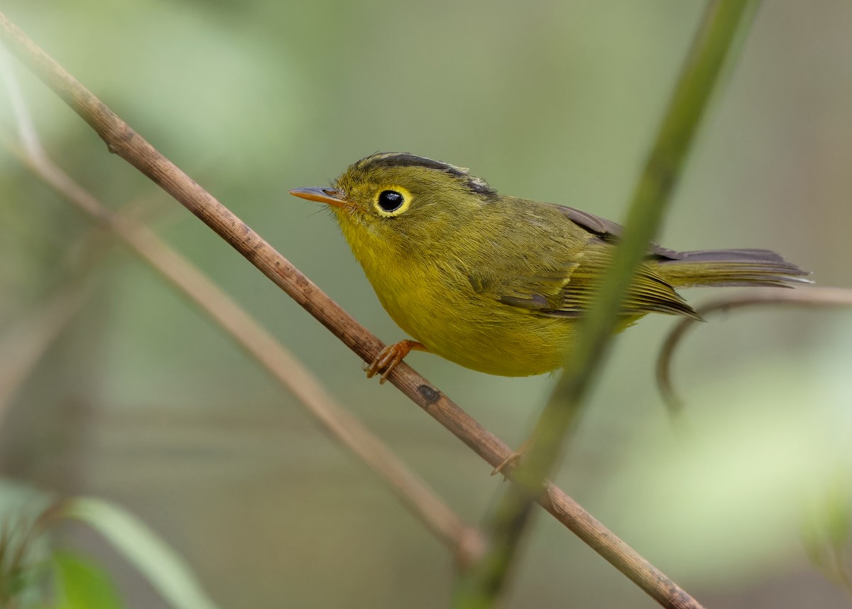 Whistler's Warbler - Ayuwat Jearwattanakanok