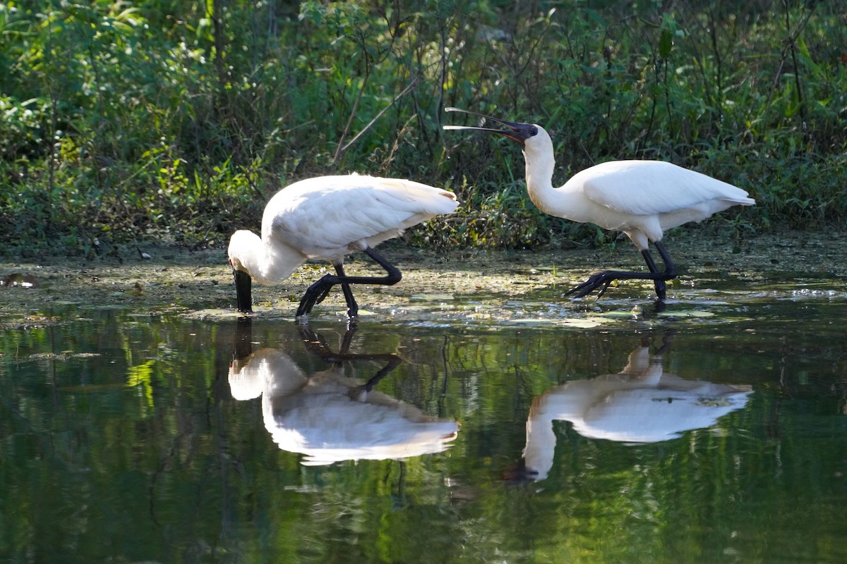 Royal Spoonbill - May Britton