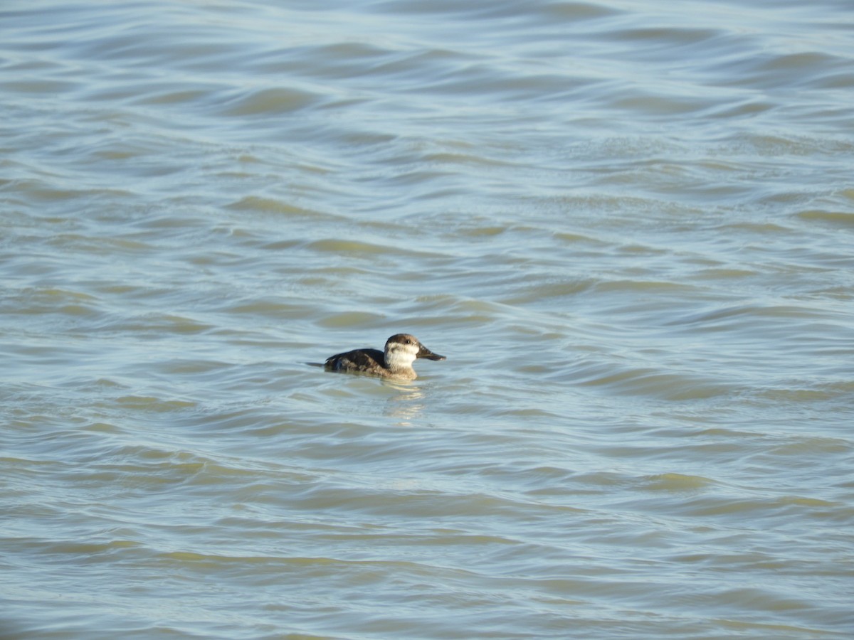 Ruddy Duck - Thomas Bürgi