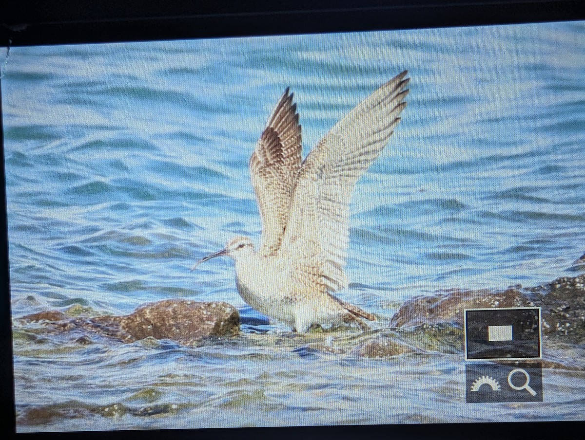 Whimbrel - ML619478859