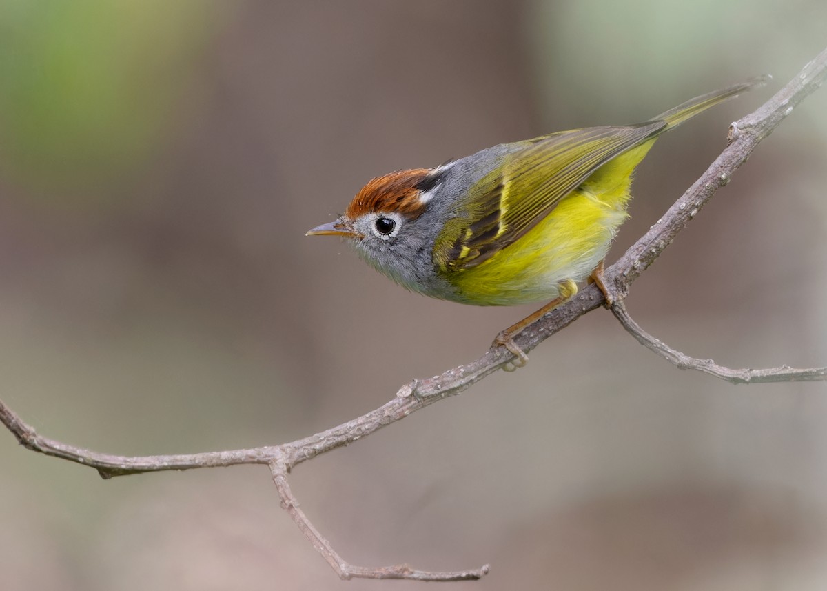 Chestnut-crowned Warbler - Ayuwat Jearwattanakanok