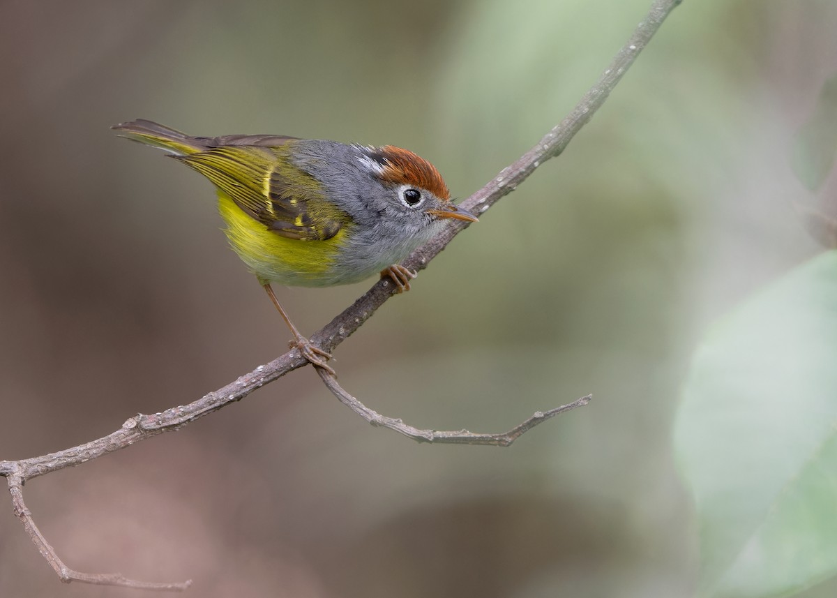 Chestnut-crowned Warbler - Ayuwat Jearwattanakanok