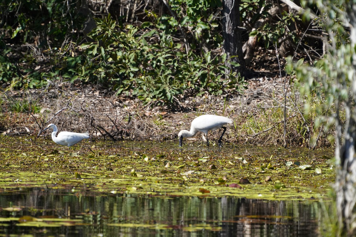 Little Egret (Australasian) - May Britton