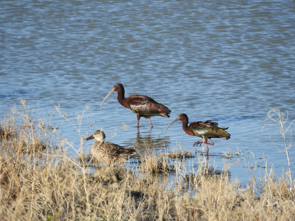 White-faced Ibis - ML619478867