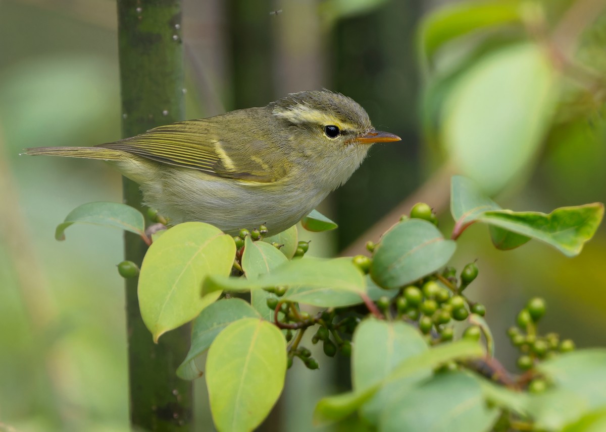 Blyth's Leaf Warbler - Ayuwat Jearwattanakanok