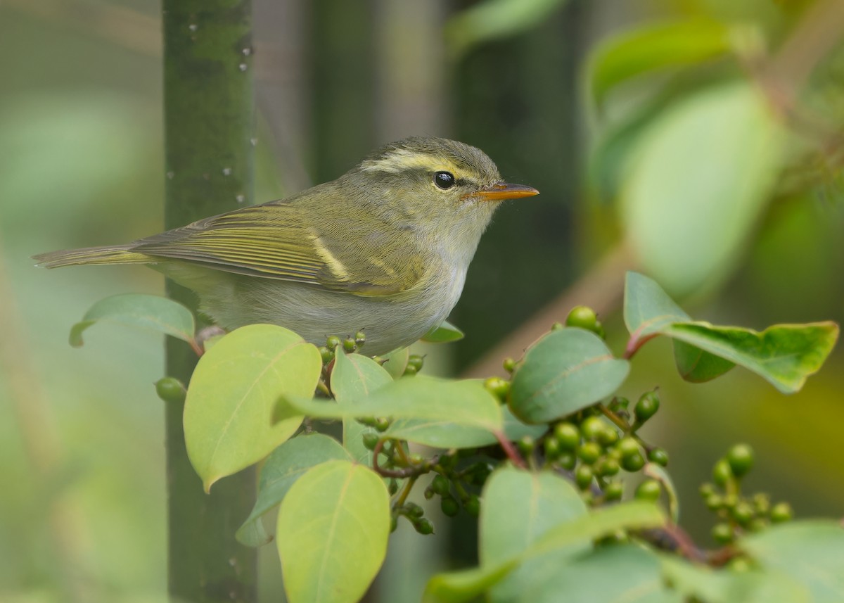 Blyth's Leaf Warbler - Ayuwat Jearwattanakanok