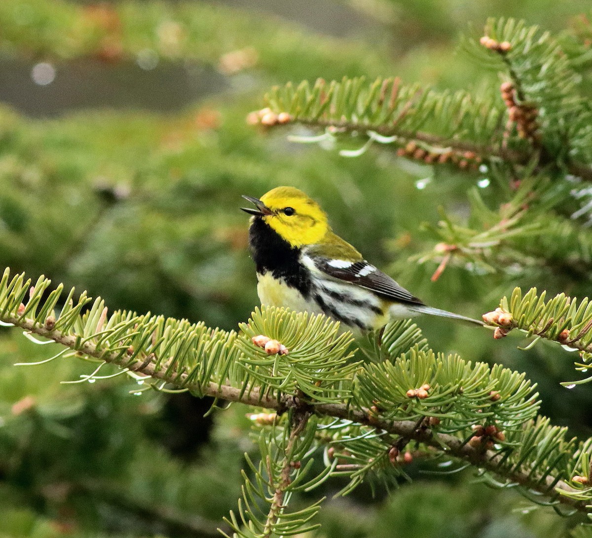 Black-throated Green Warbler - John & Ivy  Gibbons