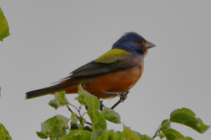 Painted Bunting - Carmen Ricer