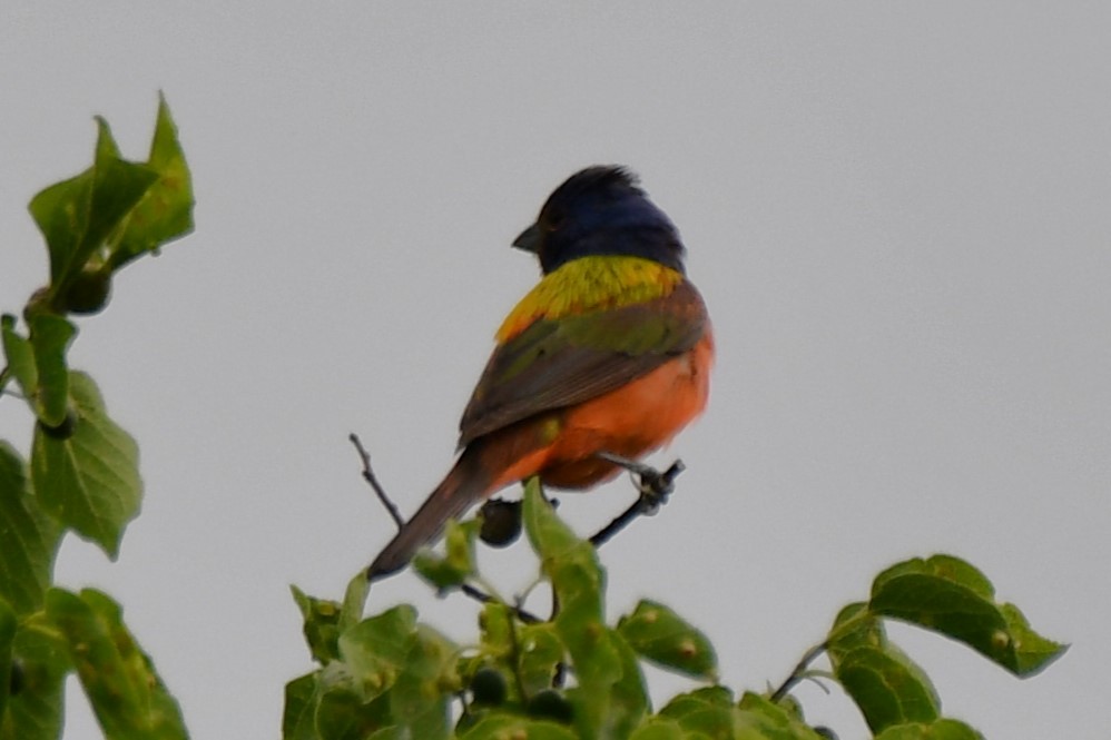 Painted Bunting - Carmen Ricer