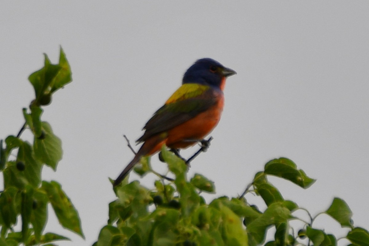 Painted Bunting - Carmen Ricer