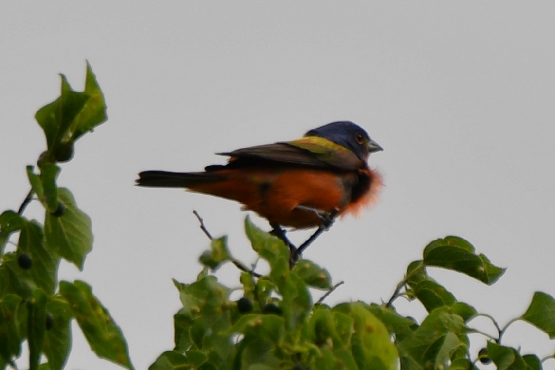 Painted Bunting - Carmen Ricer