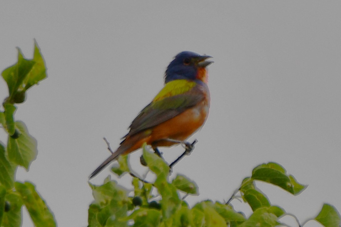 Painted Bunting - Carmen Ricer