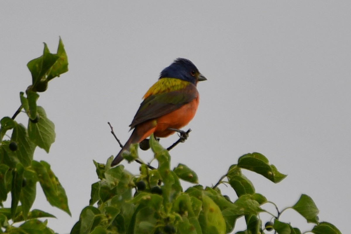 Painted Bunting - Carmen Ricer