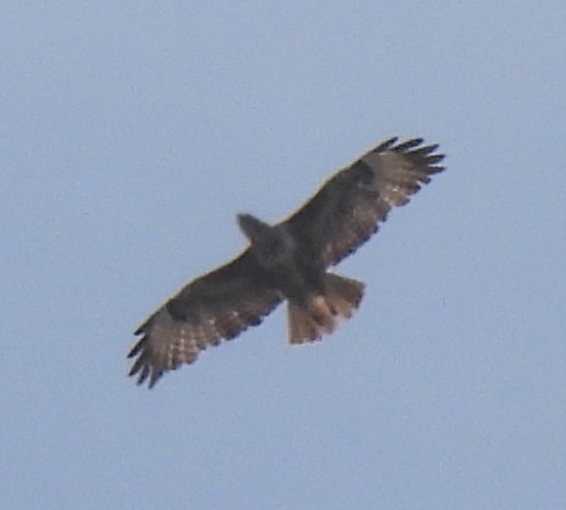 Common Buzzard - Susanne Meidel