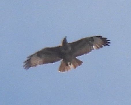 Common Buzzard - Susanne Meidel