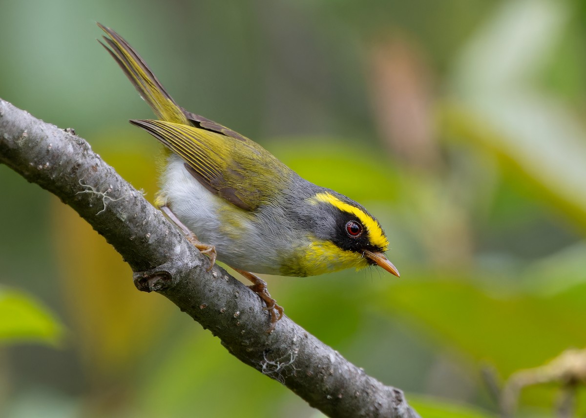 Black-faced Warbler - Ayuwat Jearwattanakanok