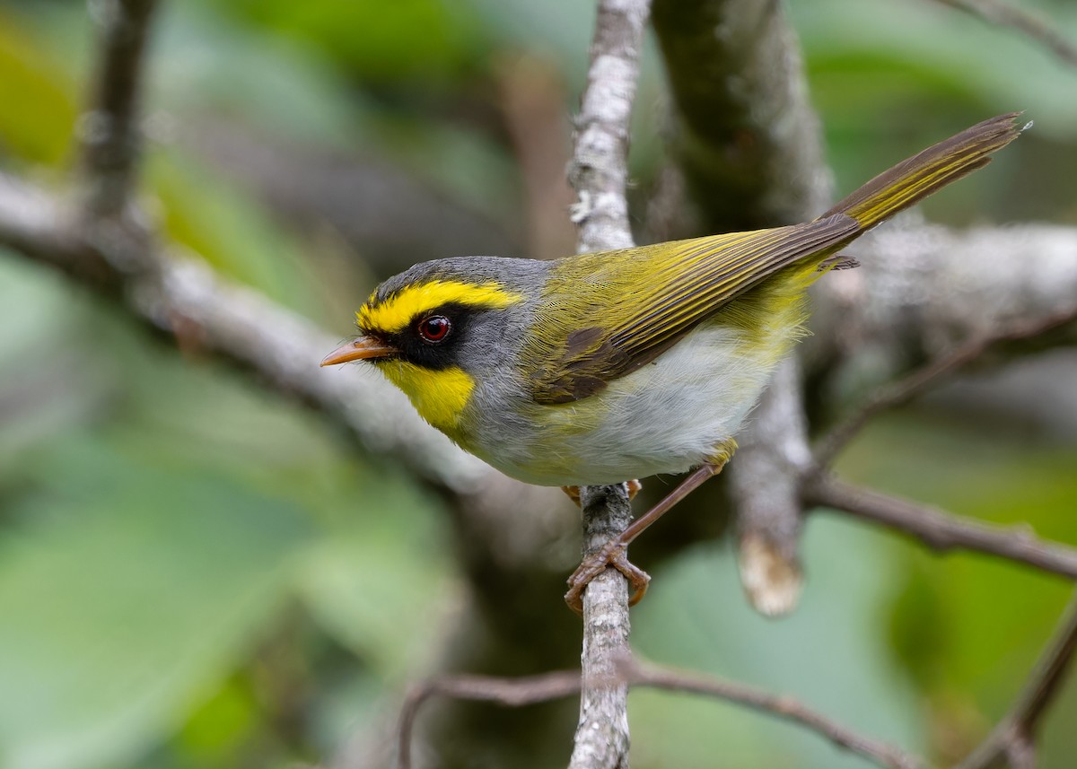 Black-faced Warbler - Ayuwat Jearwattanakanok