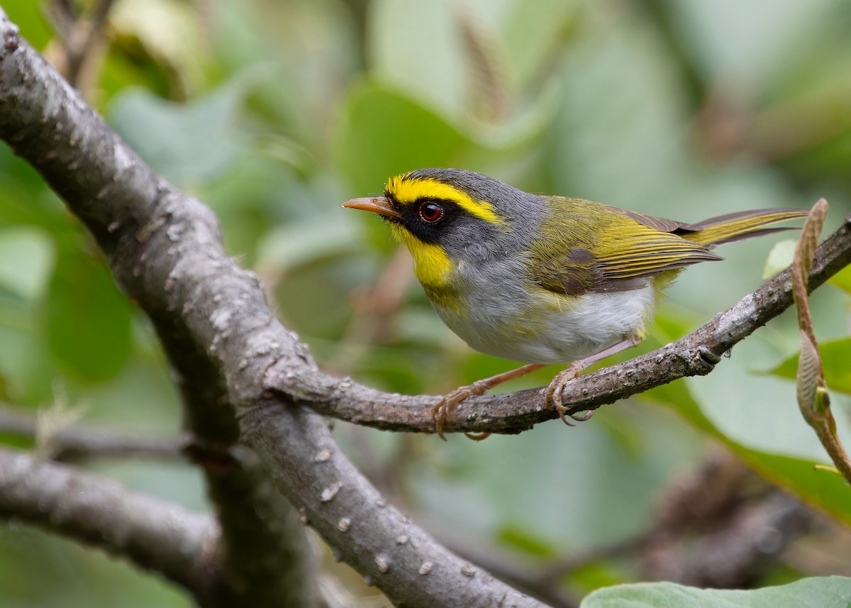 Black-faced Warbler - Ayuwat Jearwattanakanok