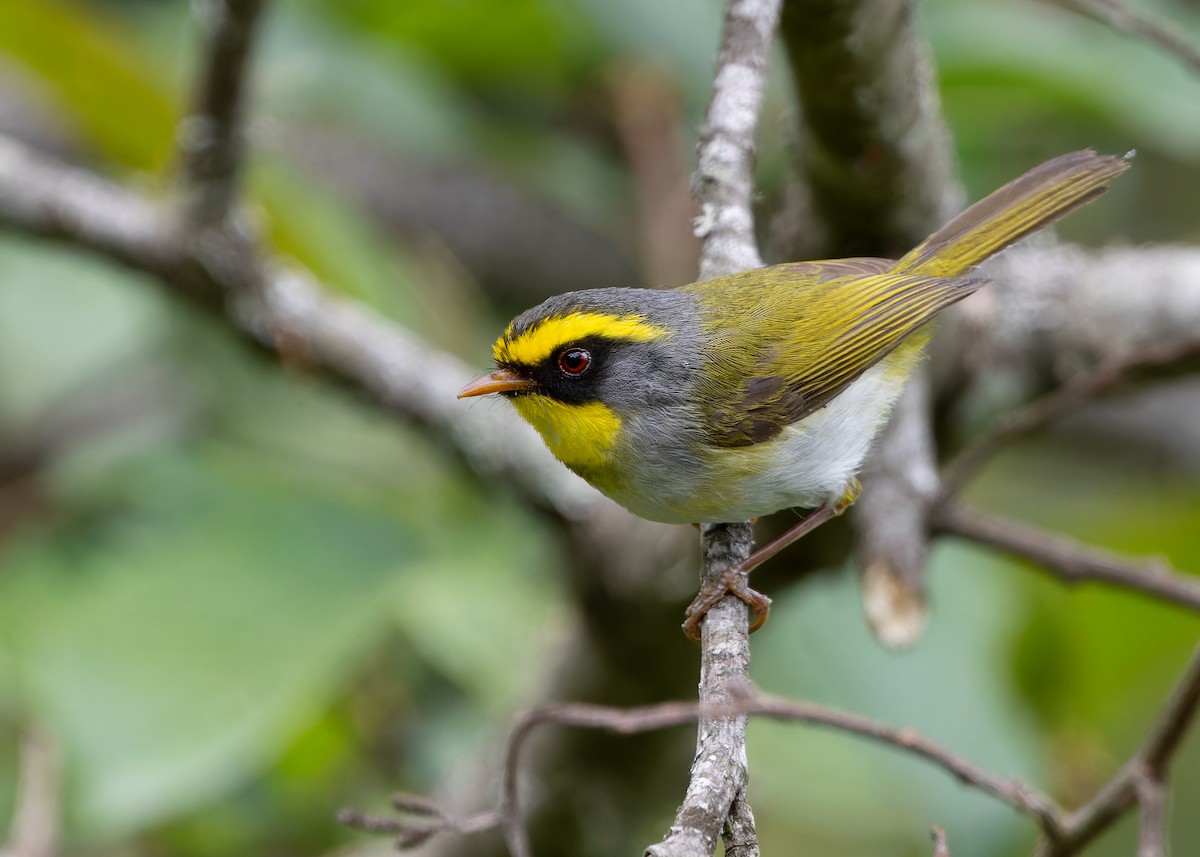 Black-faced Warbler - Ayuwat Jearwattanakanok