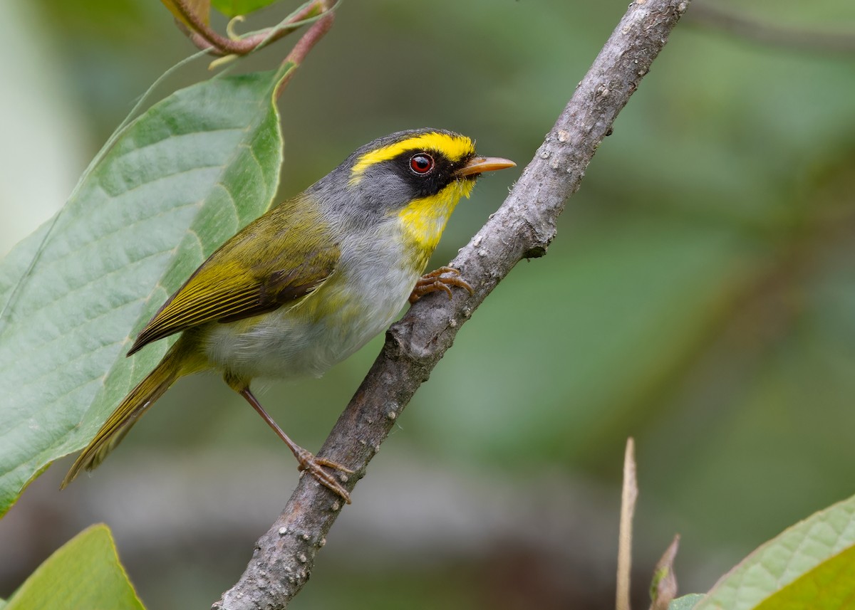 Black-faced Warbler - Ayuwat Jearwattanakanok