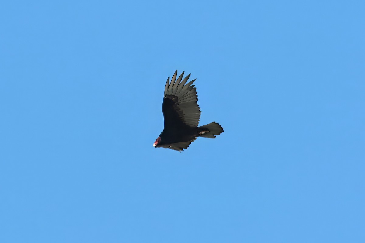 Turkey Vulture - Russ Ruffing