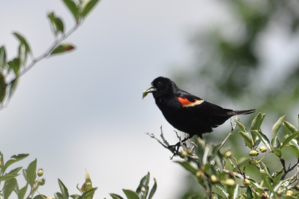 Red-winged Blackbird - James Fox