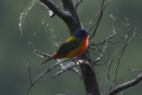 Painted Bunting - Carmen Ricer