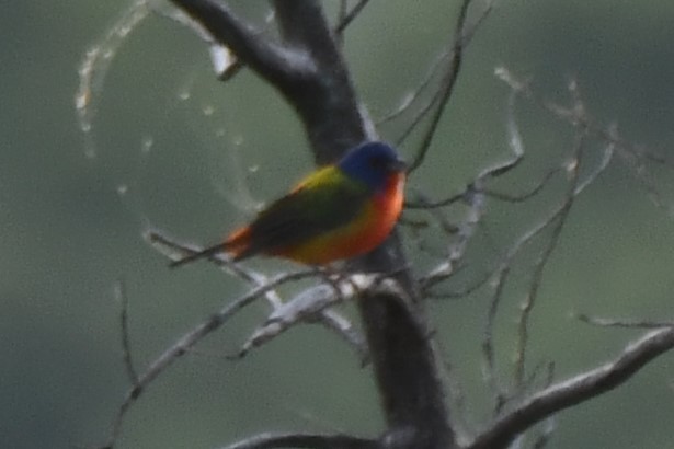 Painted Bunting - Carmen Ricer