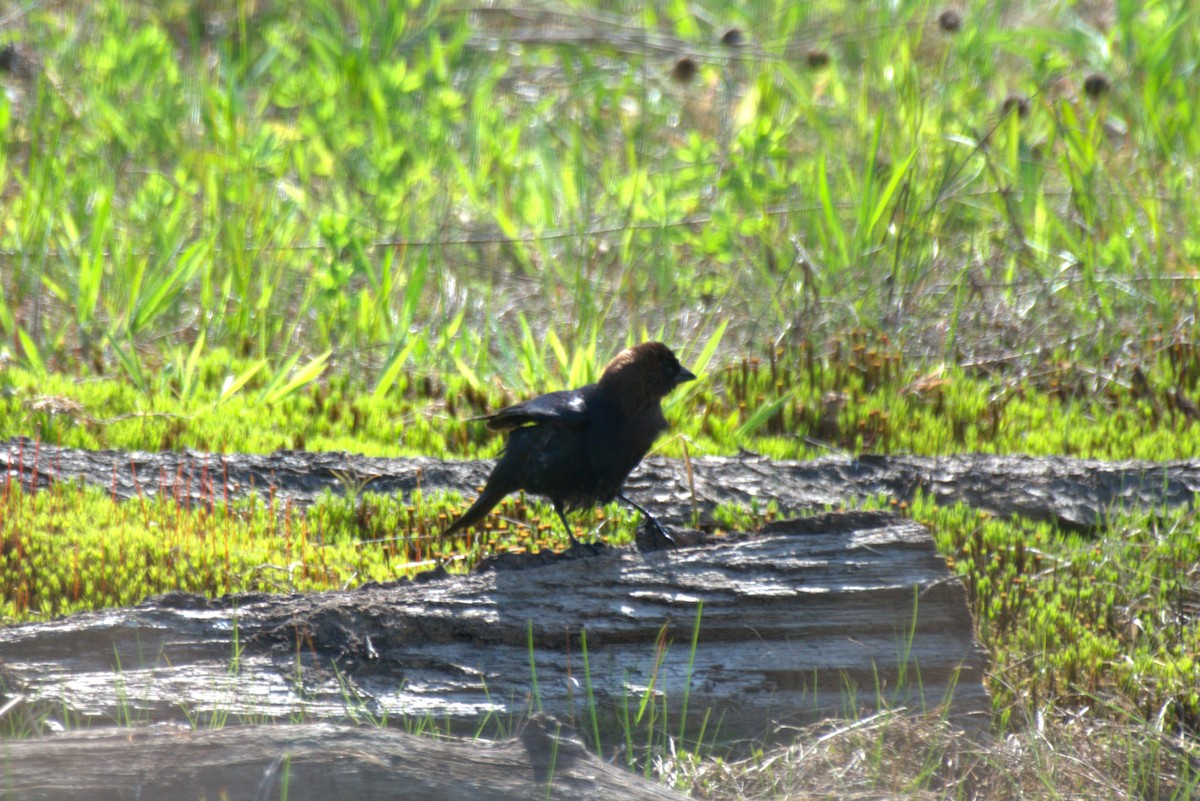 Brown-headed Cowbird - Steven Burk