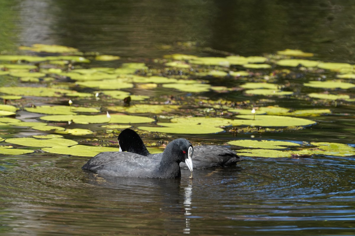 Eurasian Coot - May Britton