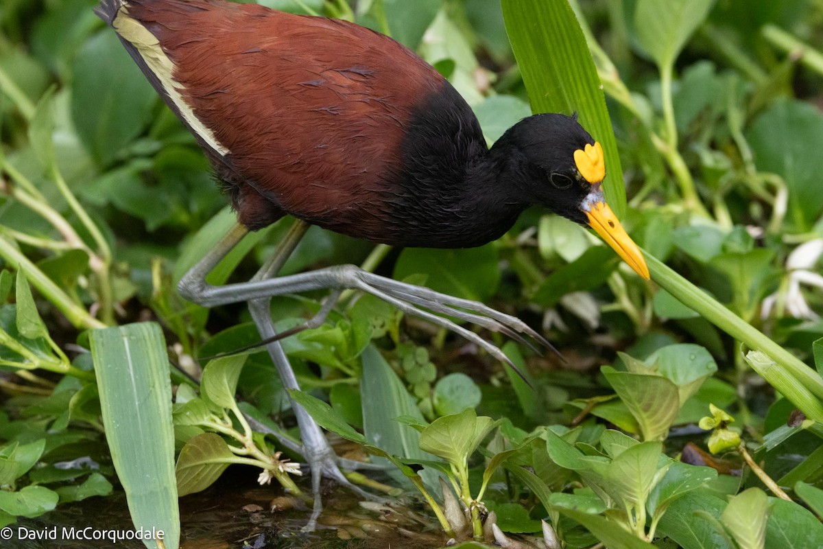 Northern Jacana - David McCorquodale