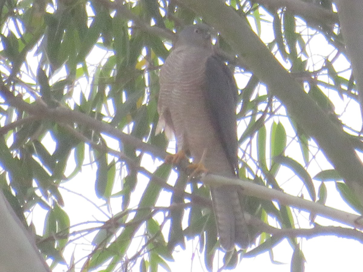 Collared Sparrowhawk - Christine D