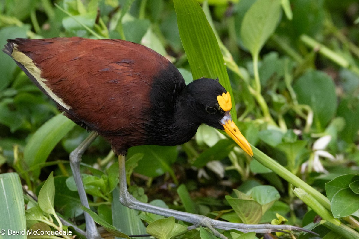 Northern Jacana - David McCorquodale