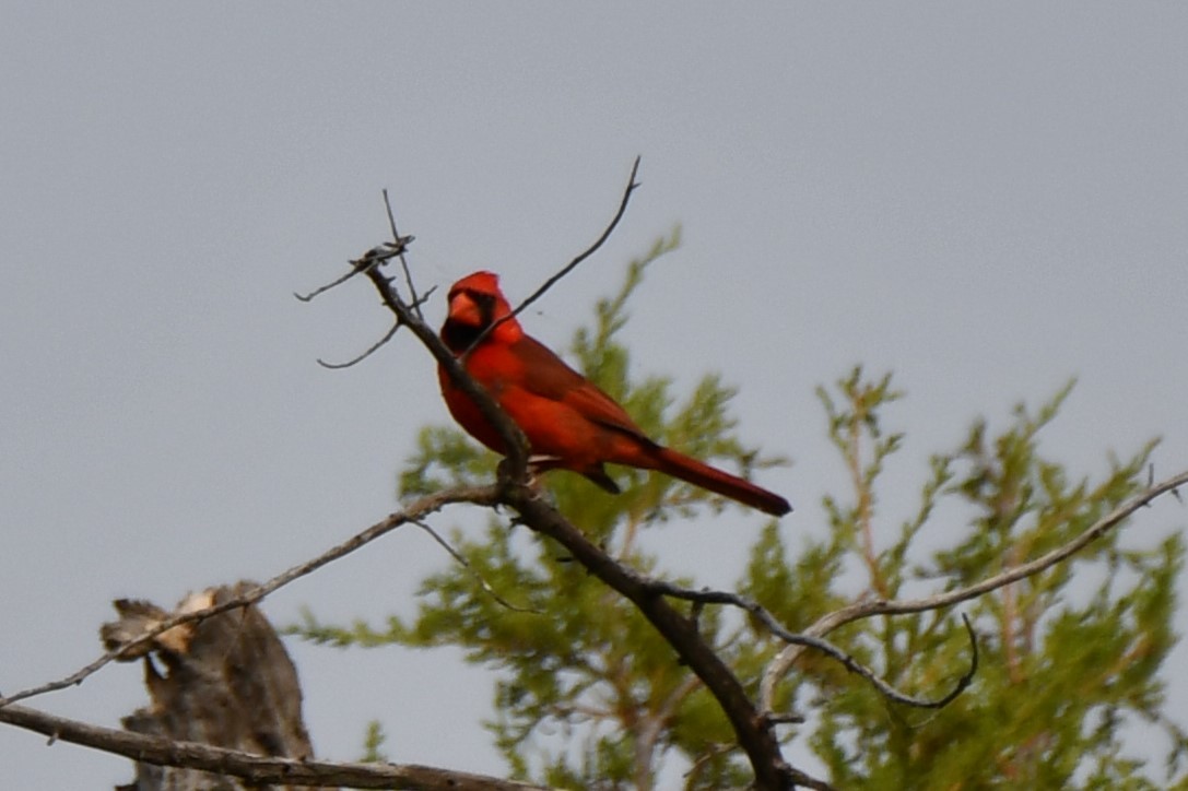 Northern Cardinal - Carmen Ricer