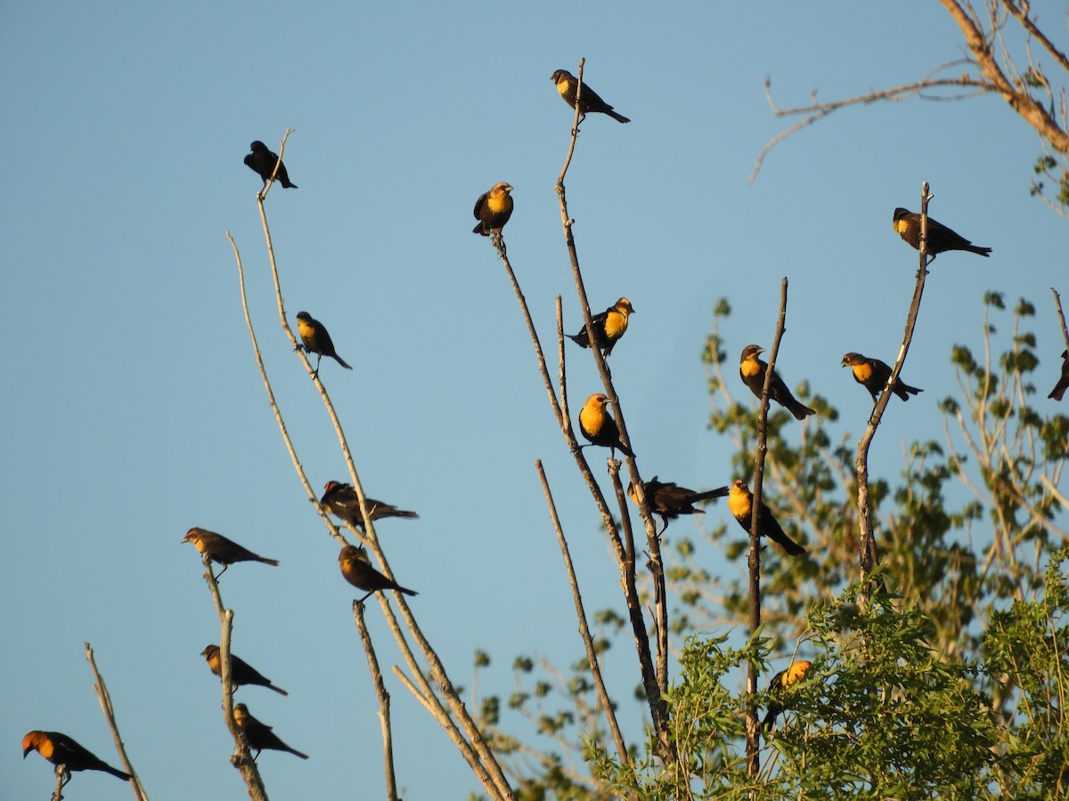 Yellow-headed Blackbird - ML619478925