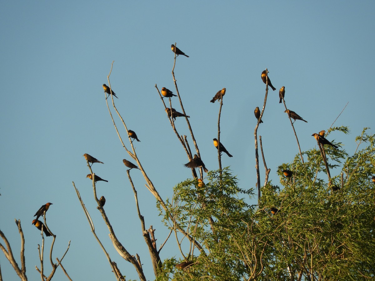 Yellow-headed Blackbird - ML619478927