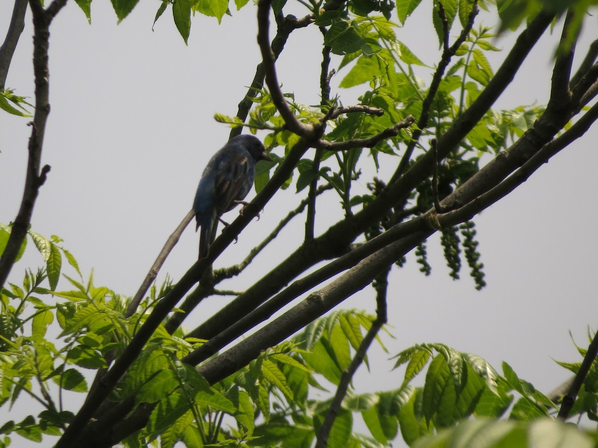 Indigo Bunting - ML619478933