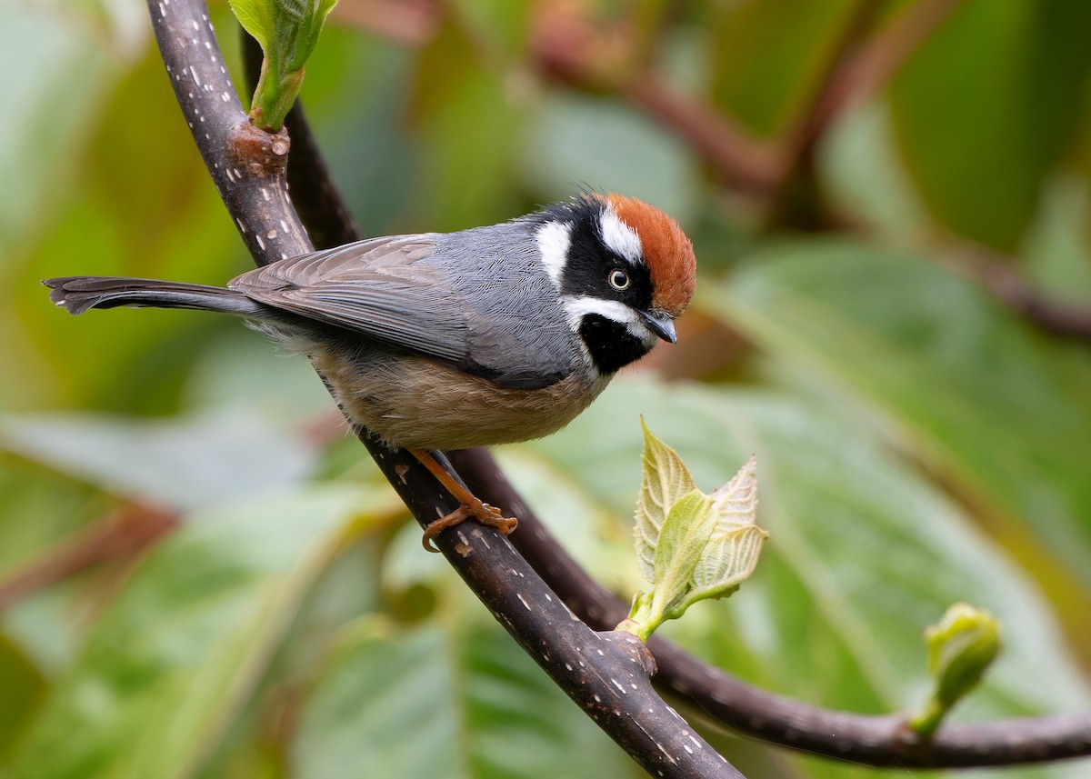 Black-throated Tit - ML619478937