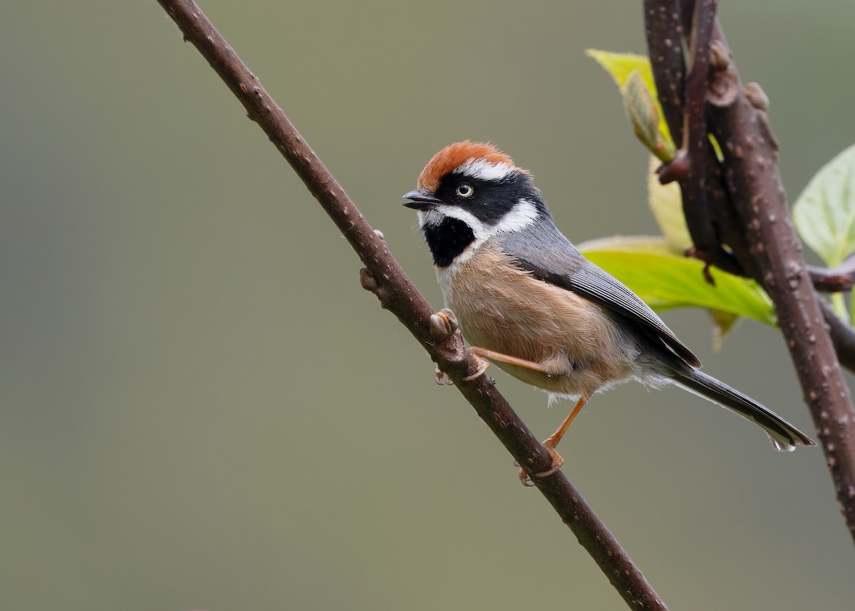 Black-throated Tit - Ayuwat Jearwattanakanok