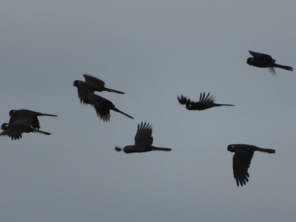 Yellow-tailed Black-Cockatoo - Christine D