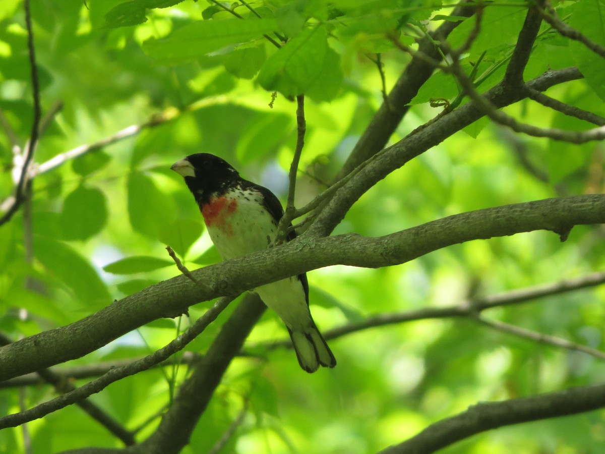 Rose-breasted Grosbeak - Melanie Mitchell