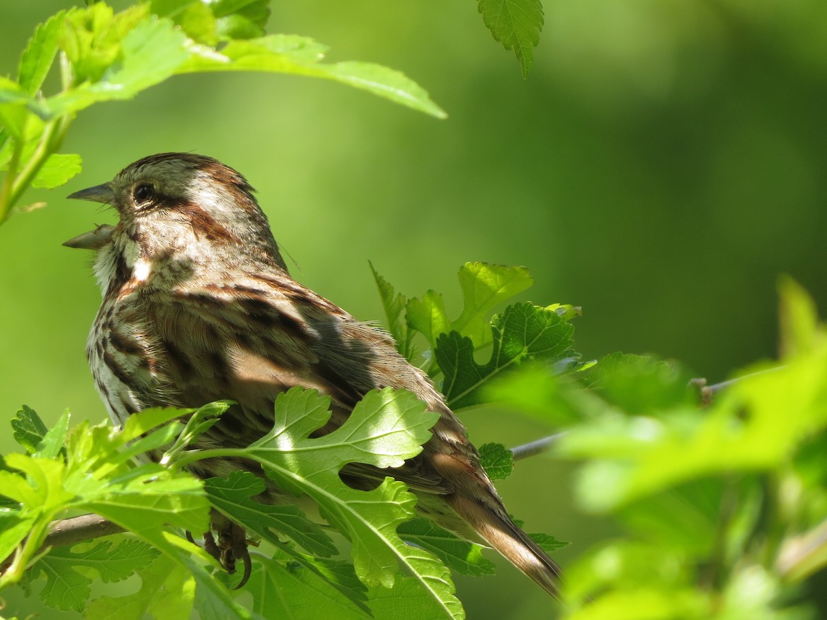 Song Sparrow - Melanie Mitchell