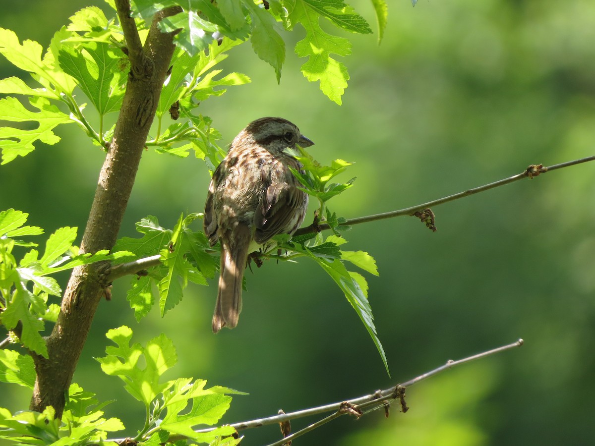 Song Sparrow - Melanie Mitchell