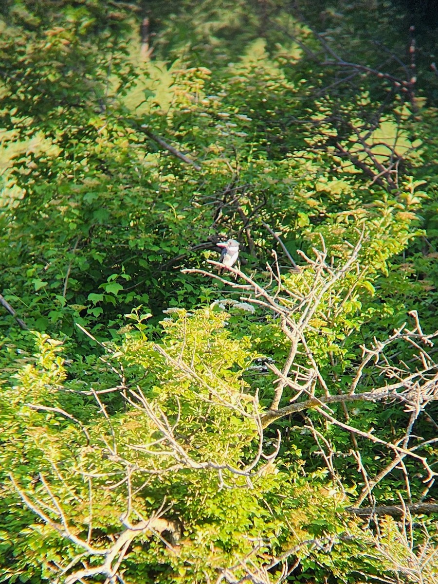 Belted Kingfisher - Greg Keown