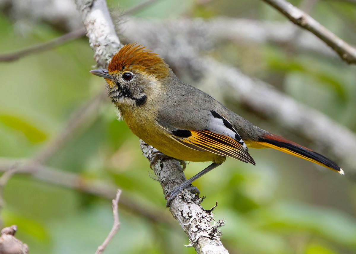 Chestnut-tailed Minla - Ayuwat Jearwattanakanok