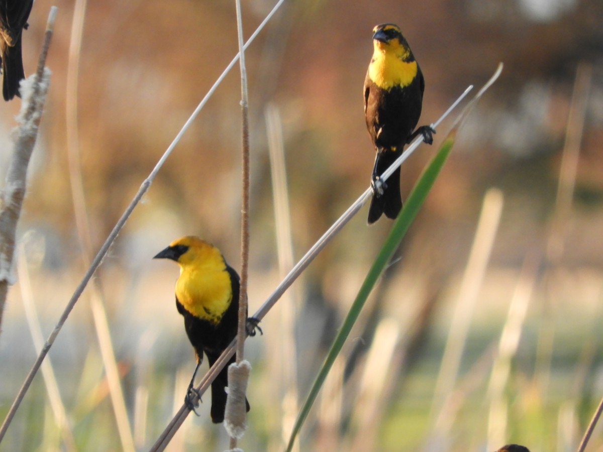 Yellow-headed Blackbird - ML619478954