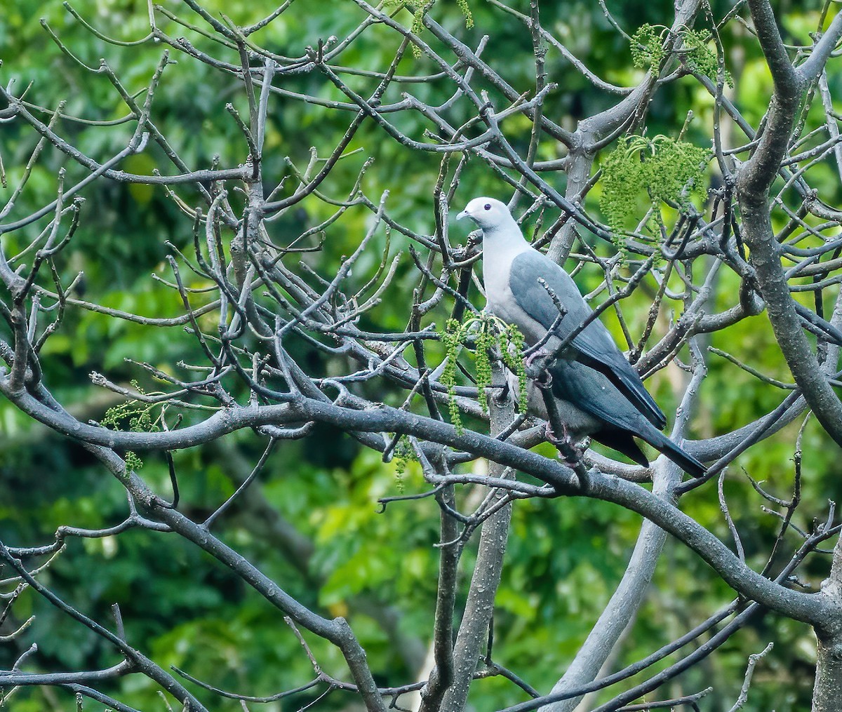 Pink-headed Imperial-Pigeon - Wilbur Goh