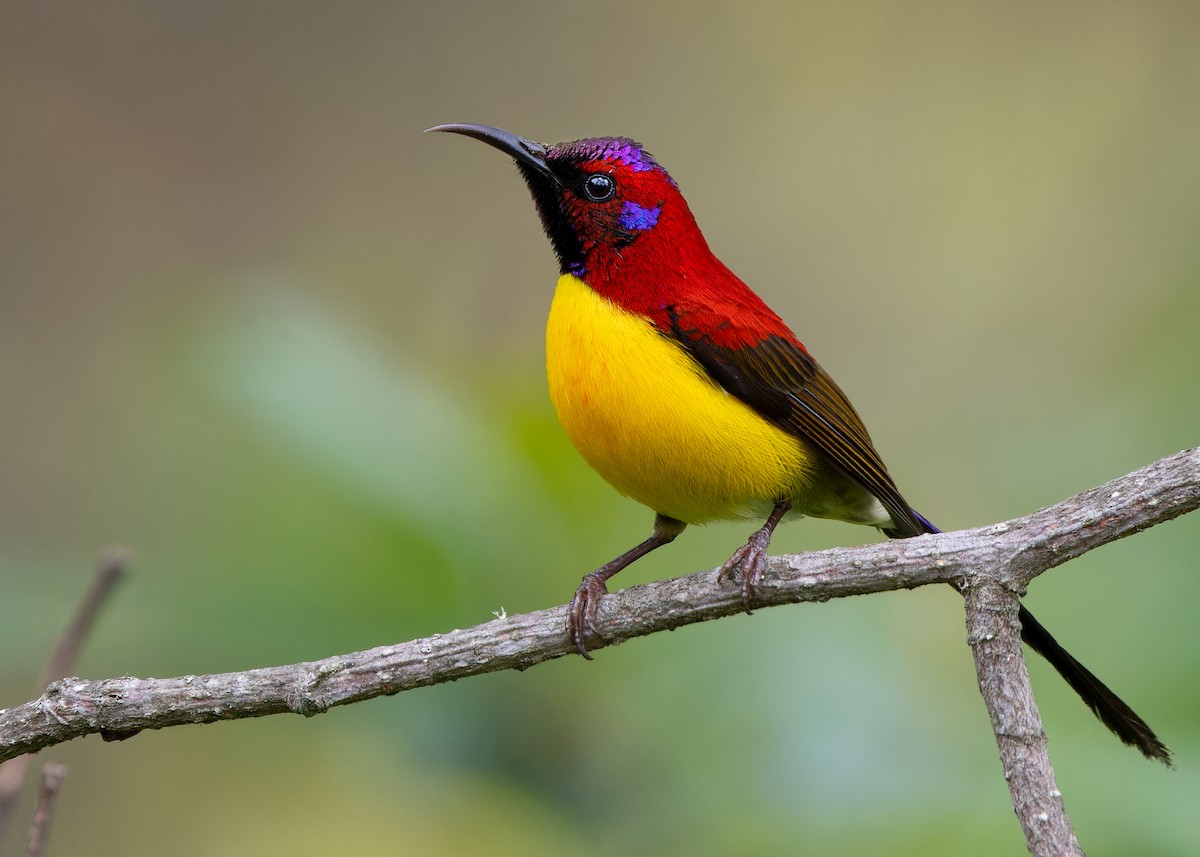 Mrs. Gould's Sunbird - ML619478968