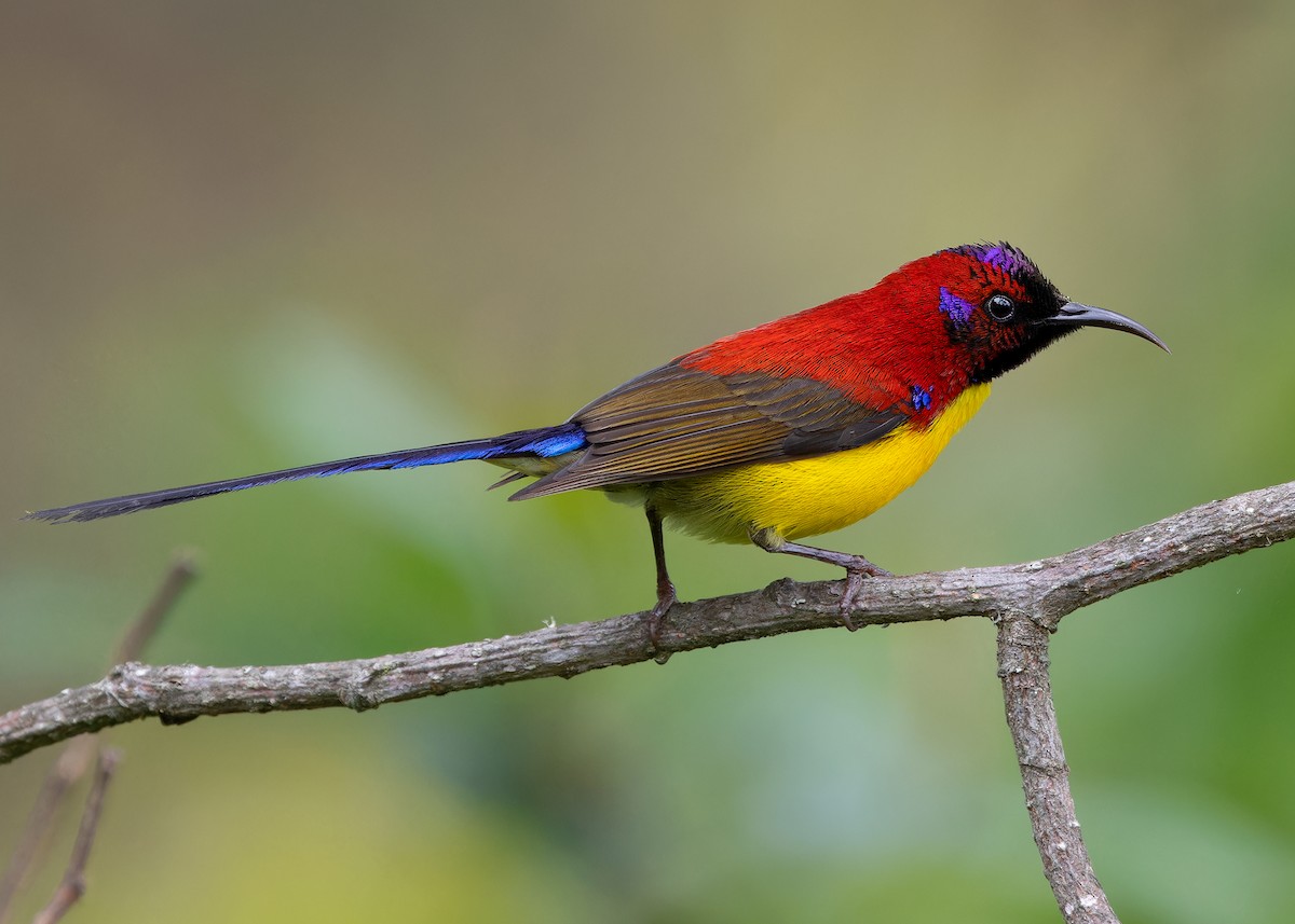 Mrs. Gould's Sunbird - Ayuwat Jearwattanakanok