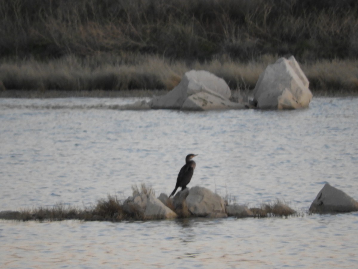 Neotropic Cormorant - Thomas Bürgi